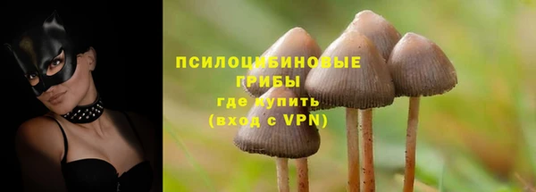 стаф Касимов