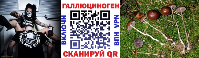 Купить где  Дигора  Галлюциногенные грибы Magic Shrooms 